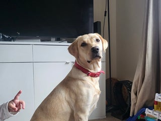 Labrador Retriever dogs 1 Year Old Female Yellow Labrador - Advert 1