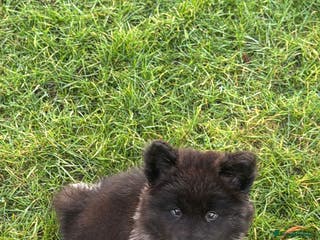 Akita dogs Long hair Akita puppy - Advert 4