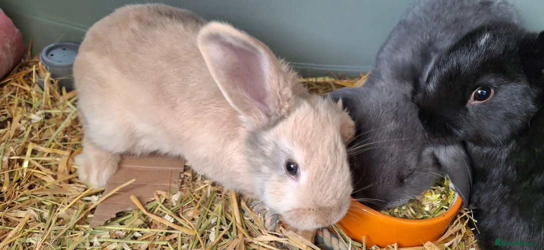 Mixed Breed rabbits for sale: Bunnies ready for new homes - Advert 9