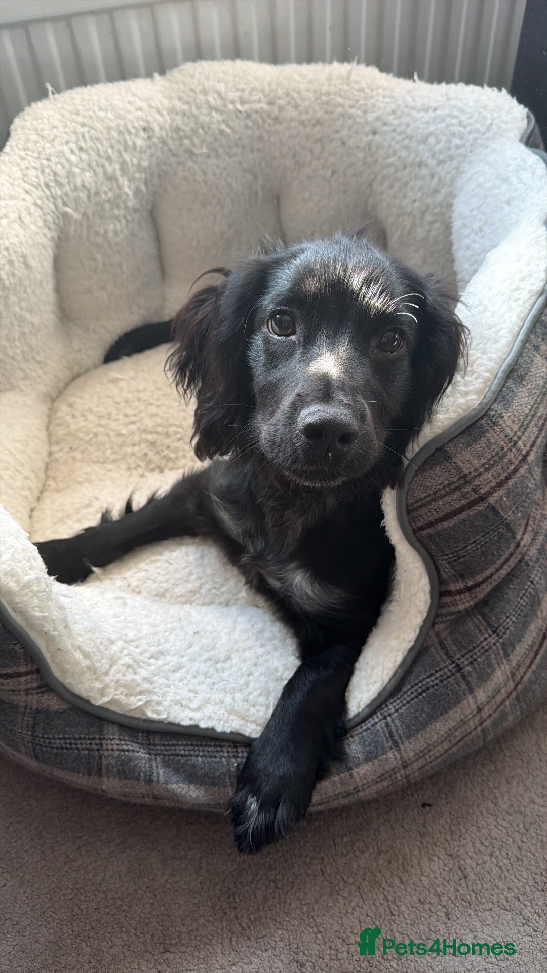 Cocker Spaniel dogs Cocker Spaniel Looking For Forever Home - Advert 6