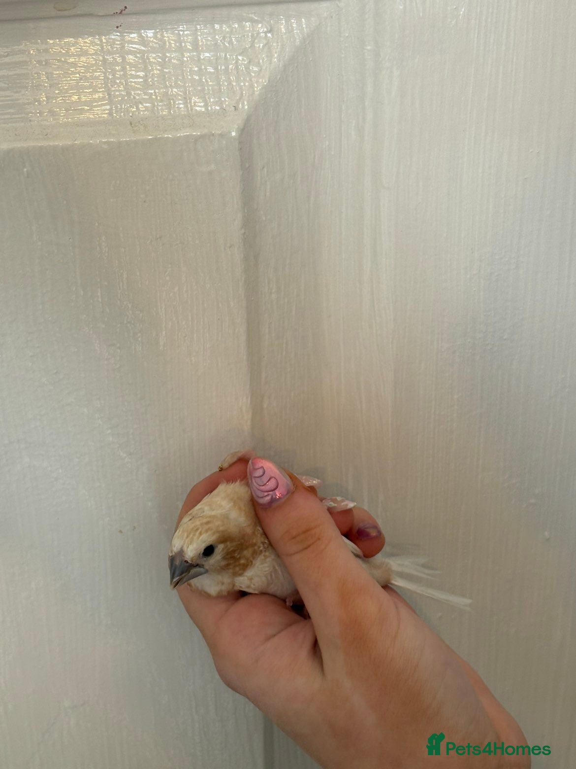 Finches birds for sale: Male Bengalese Finch in Pontefract - Advert 3