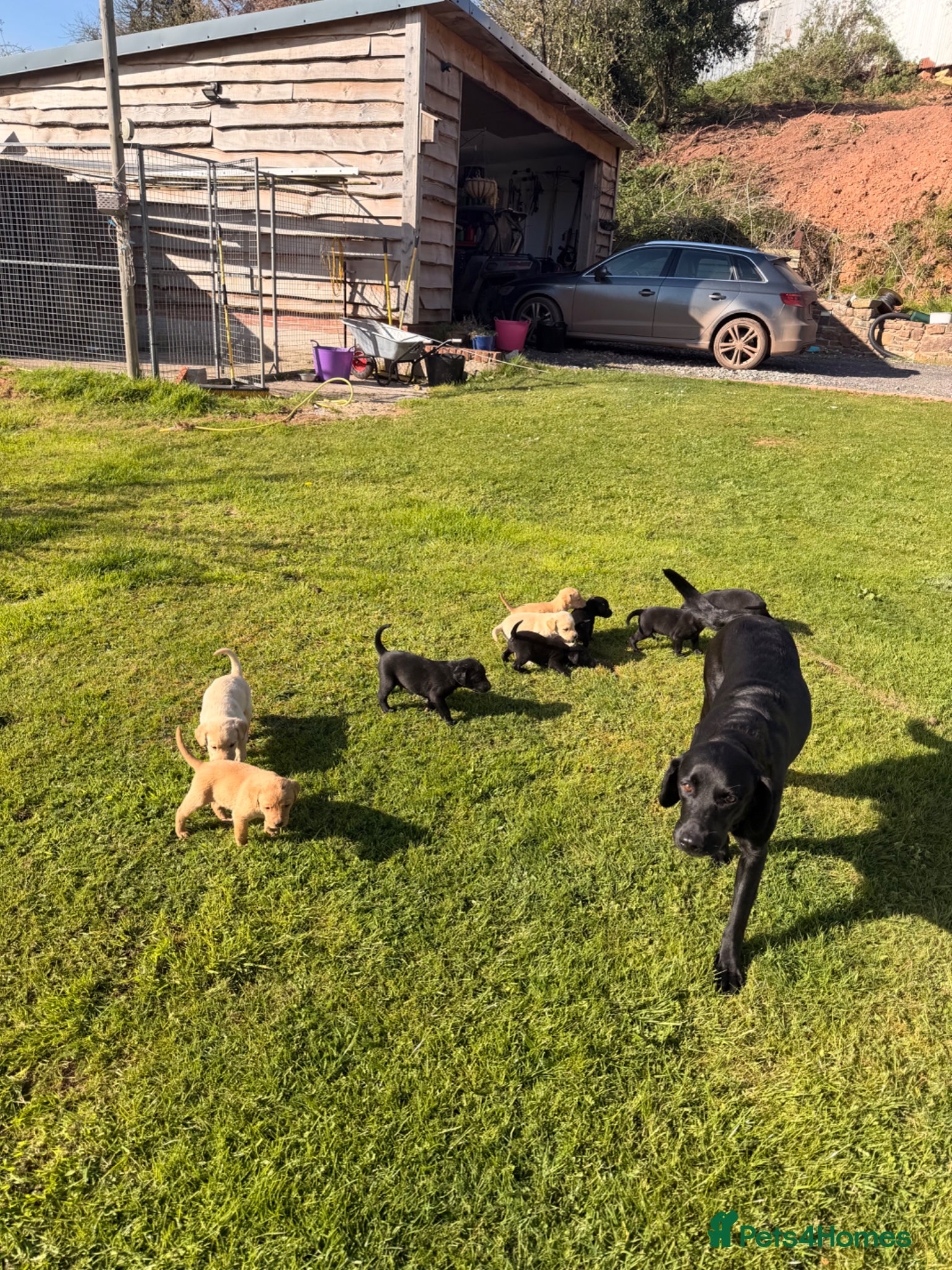 Labrador Retriever dogs Pedigree Labrador puppies - Advert 1