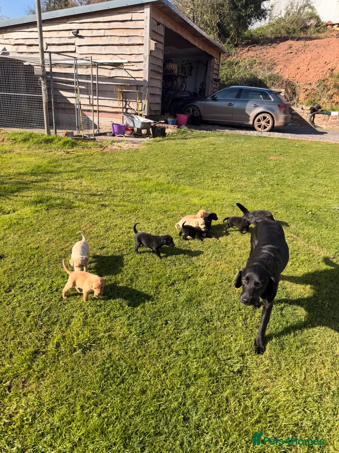 Labrador Retriever dogs for sale: Pedigree Labrador puppies in Crediton - Advert 1