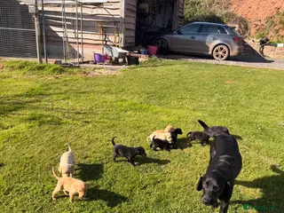 Labrador Retriever dogs Pedigree Labrador puppies - Advert 1