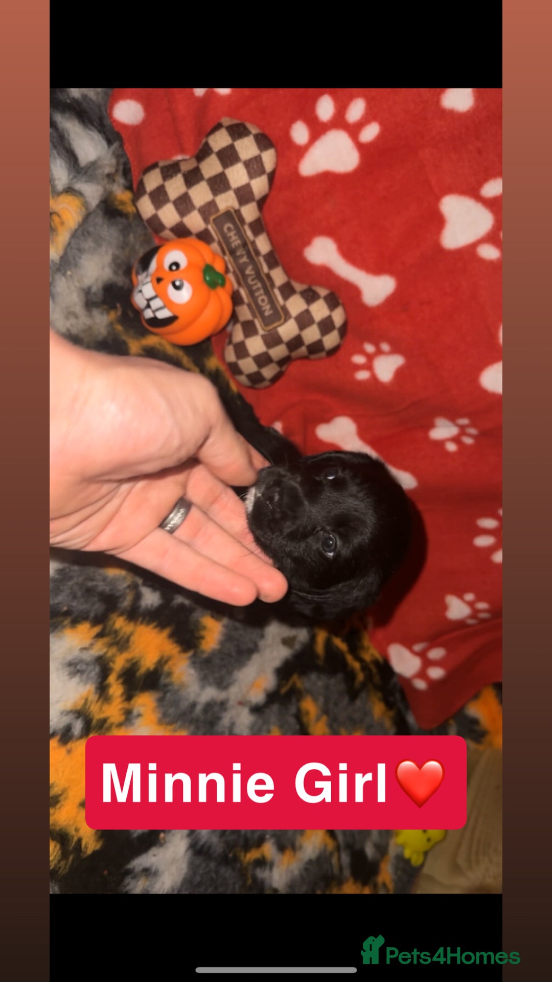 Mixed Breed dogs for sale: 4 Gorgeous Cocker Spaniel Cross Border Collies - Image 13
