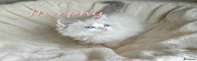 Harphy