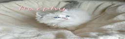 Ragdoll cats for sale: Gorgeous Ragdoll Kittens, Ready to Love - Advert 12
