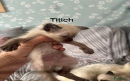Ragdoll cats for sale: Gorgeous male ragdoll kittens  - Image 9