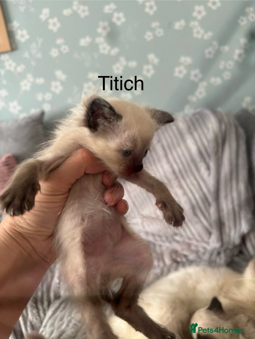 Ragdoll cats for sale: Gorgeous male ragdoll kittens  - Image 9