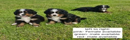 Bernese Mountain Dog dogs for sale: Bernese Mountain Dog Puppies  - Advert 1
