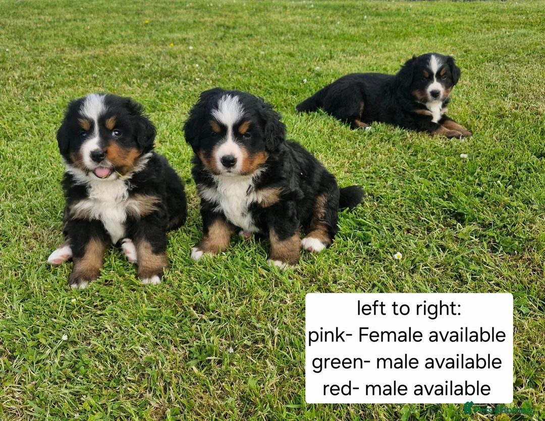 Bernese Mountain Dog dogs for sale: Bernese Mountain Dog Puppies  - Advert 1