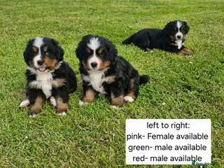 Bernese Mountain Dog dogs Bernese Mountain Dog Puppies - Advert 7