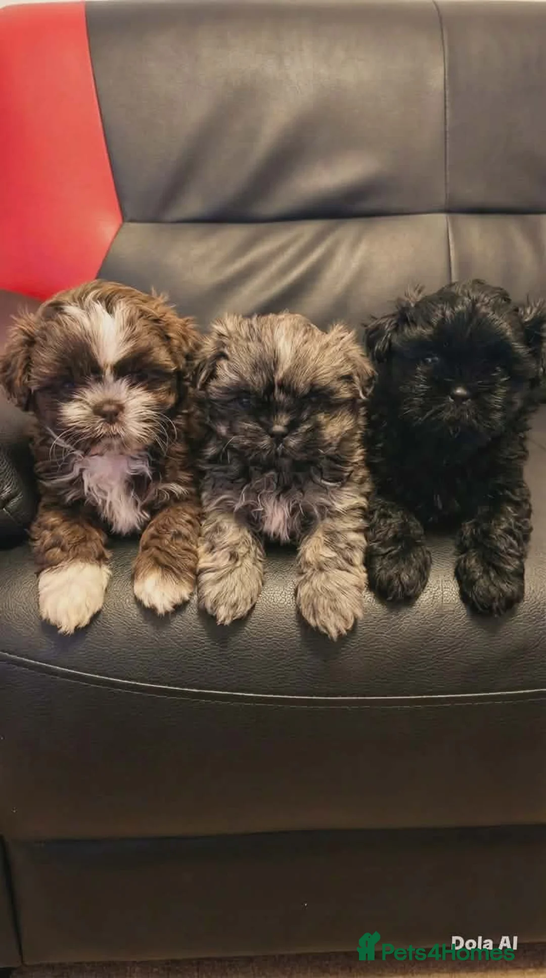 Shih Tzu dogs for sale: 3 beautiful puppies  in Burton-on-Trent - Advert 1