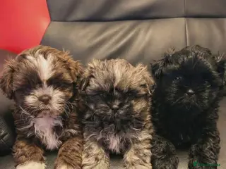 Shih Tzu dogs 3 beautiful puppies in Burton-on-Trent - Advert 1