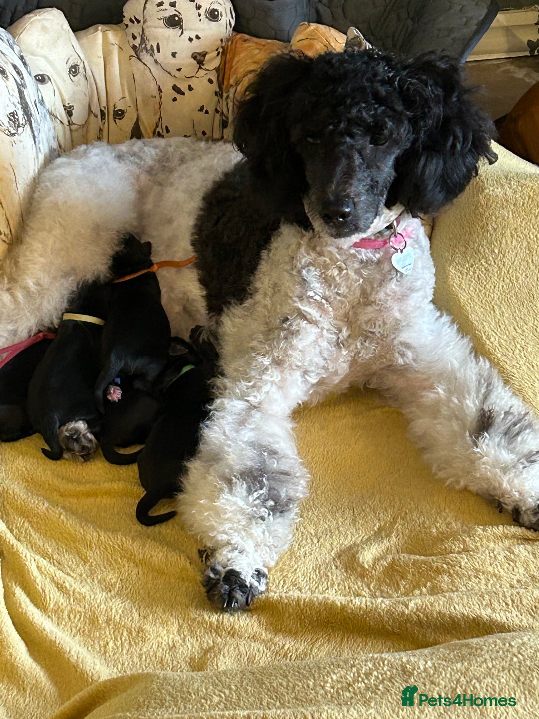 Cocker Spaniel dogs for stud: For Stud only Northampton - Advert 5