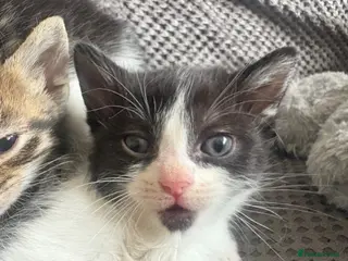 Mixed Breed cats Kittens for sale - Advert 16