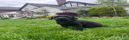 Labrador Retriever dogs for sale: Black Labrador Pups, KC Registered, 2 F, 1 M.  - Advert 12