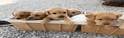 Labrador Retriever dogs for sale: 8 Labrador puppy’s for sale  - Advert 26