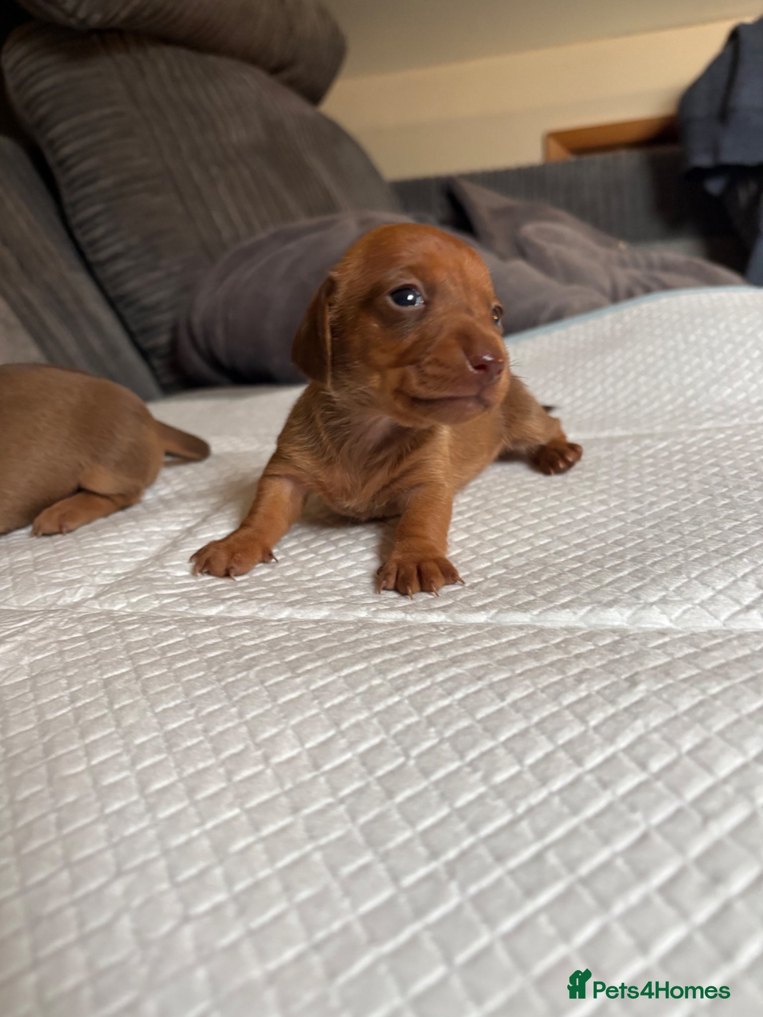 Miniature Dachshund dogs Miniature smooth hair puppies - Advert 11