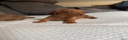 Miniature Dachshund dogs for sale: Miniature smooth hair puppies - Advert 3