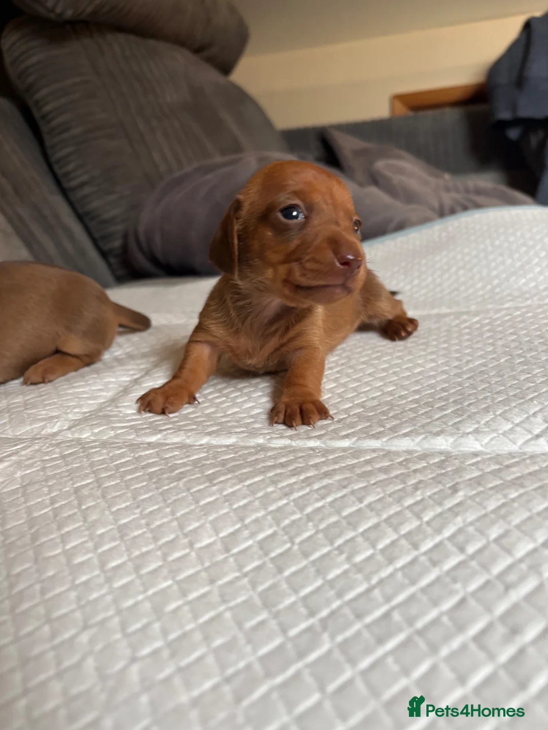 Miniature Dachshund dogs for sale: Miniature smooth hair puppies - Advert 3