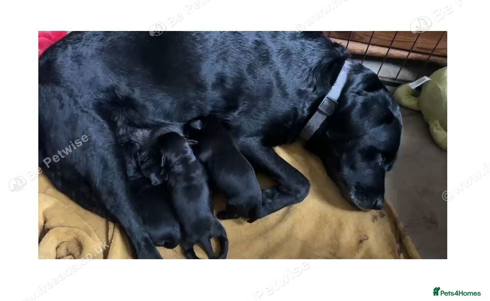 Labrador Retriever dogs Black Labrador Retriever Puppies 2 Boys & 2 Girls - Advert 6