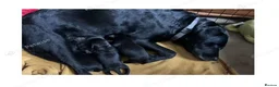 Labrador Retriever dogs for sale: Black Labrador Retriever Puppies 2 Boys & 2 Girls - Advert 1
