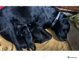 Labrador Retriever dogs Black Labrador Retriever Puppies 2 Boys & 2 Girls - Advert 1