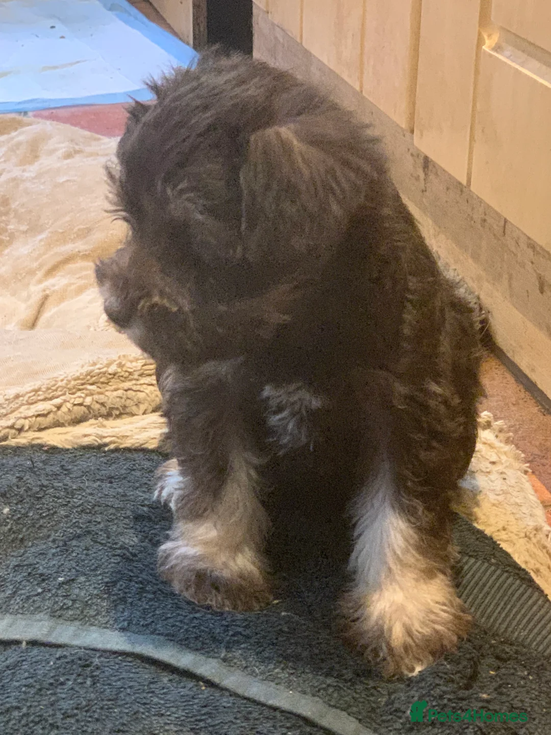 Miniature Schnauzer dogs for sale: Stunning Rare Parti-colour Miniature Schnauzer’s - Advert 16