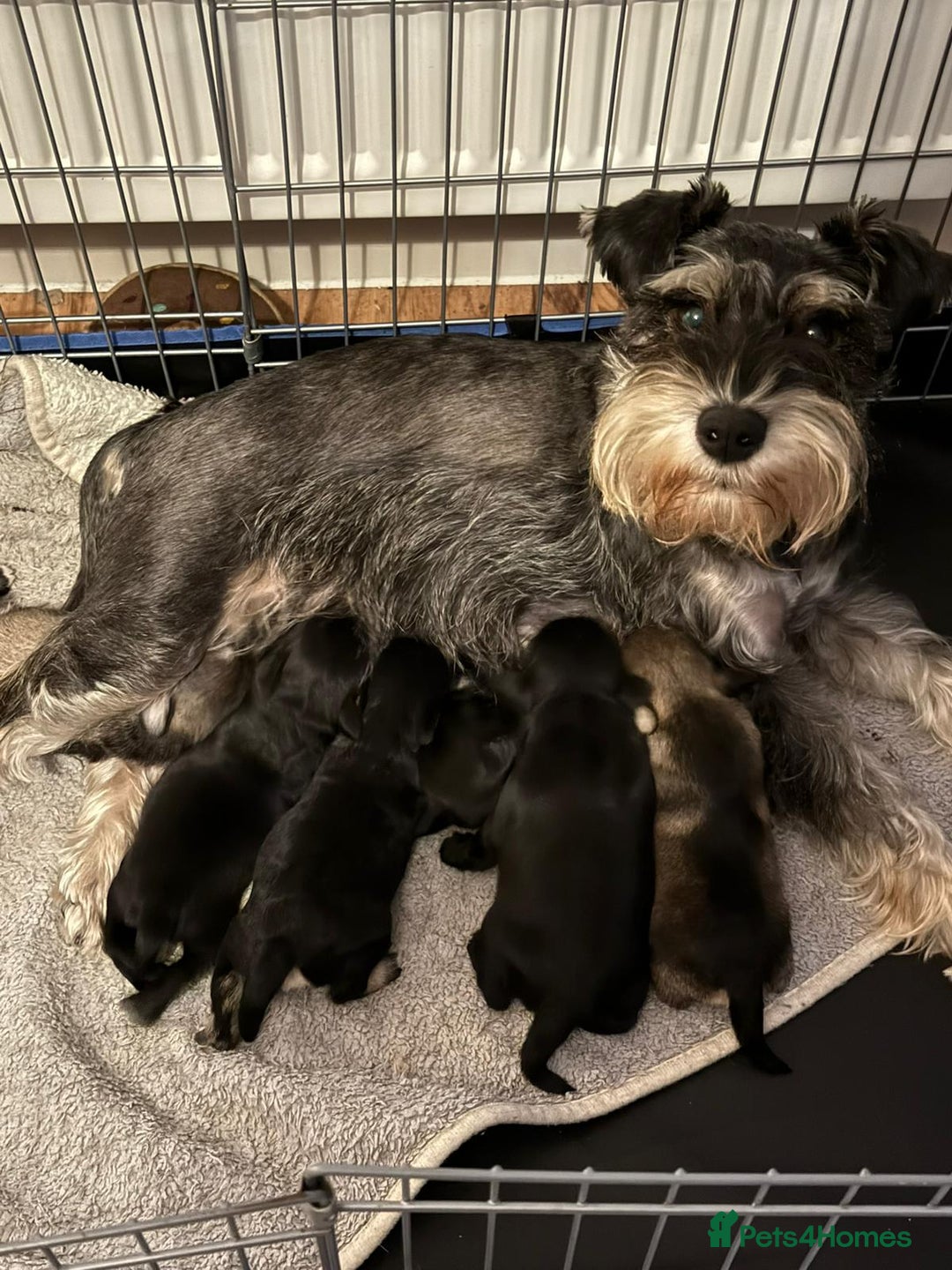 Miniature Schnauzer dogs for sale: 5 beautiful mini schnauzer puppies  - Image 1