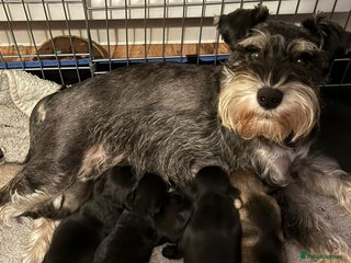 Miniature Schnauzer dogs for sale: 5 beautiful mini schnauzer puppies - Advert 1