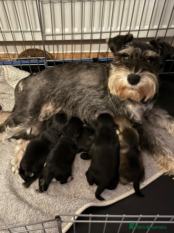Miniature Schnauzer dogs - Advert 1