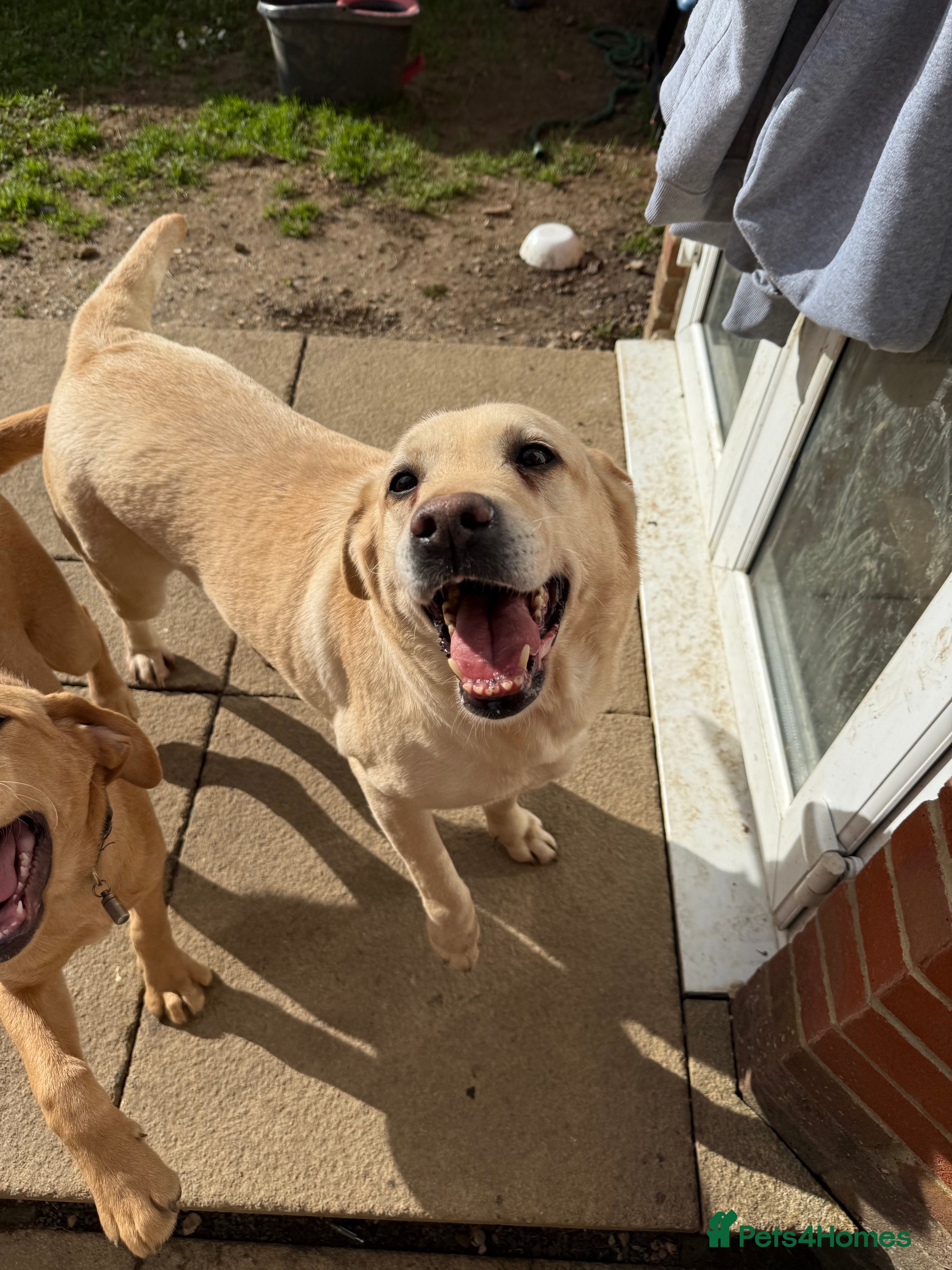 Labrador Retriever dogs Loving Labrador looking for a new home - Advert 1