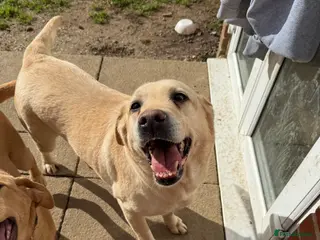 Labrador Retriever dogs Loving Labrador looking for a new home - Advert 1
