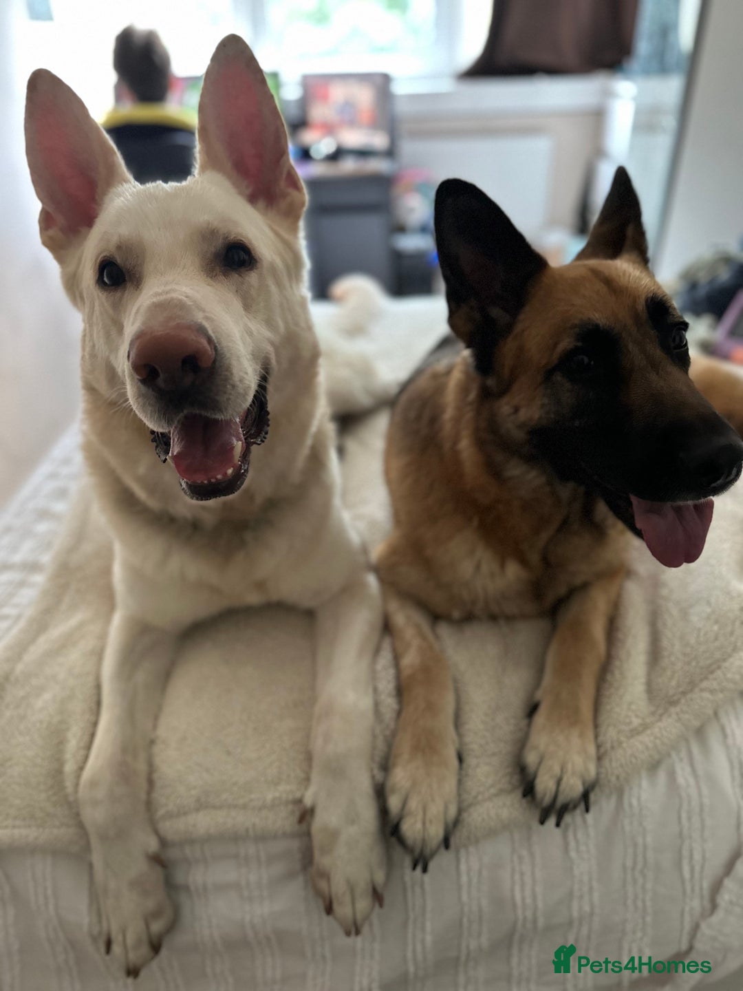 German Shepherd dogs for sale: 3 year old white male German shepherd  - Image 2