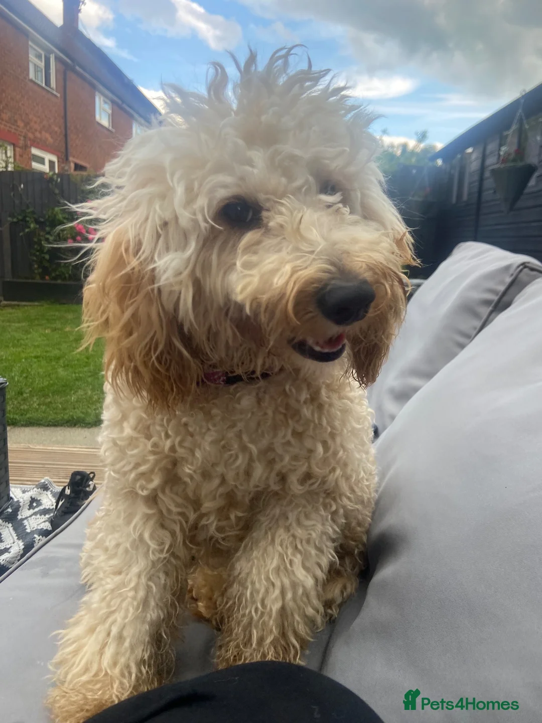 Cockapoo dogs for sale: Missy 13 months old (girl) cockapoo  in Winsford - Advert 1