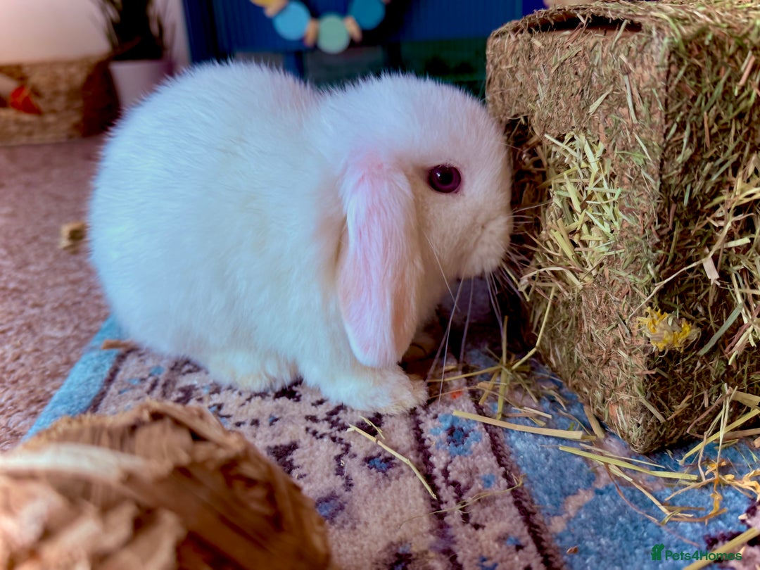 Mini Lop rabbits for sale: Mini lop babies - Image 17