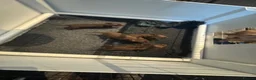 Miniature Dachshund dogs for sale: Kc Stunning Chocolate & Tan True Miniature  - Advert 10