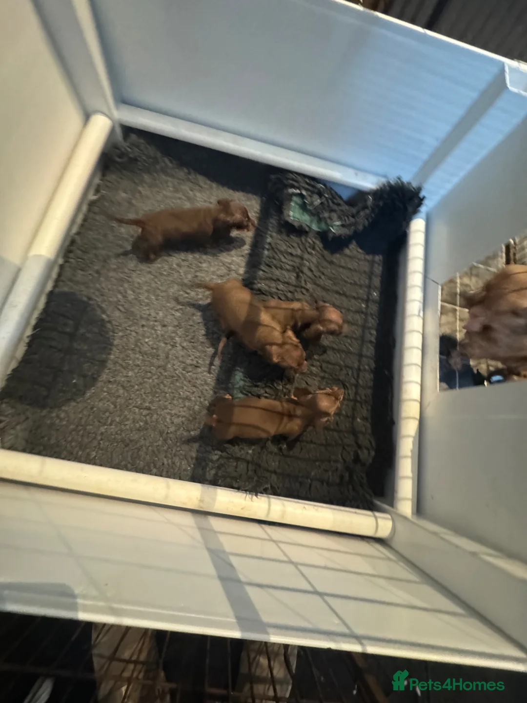 Miniature Dachshund dogs for sale: Kc Stunning Chocolate & Tan True Miniature  - Advert 10