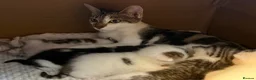 Mixed Breed cats for sale: Gorgeous Kittens Looking for Loving Homes - Advert 4