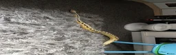 Python Snake reptiles for sale: Firebee ball python with viviuram  - Advert 2