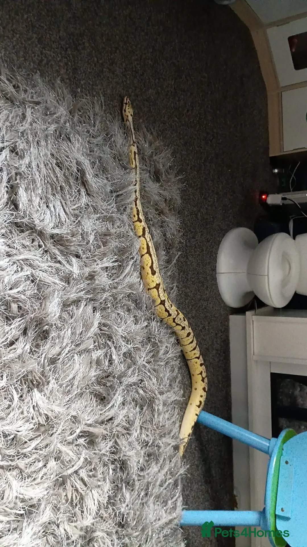 Python Snake reptiles for sale: Firebee ball python with viviuram  - Advert 2
