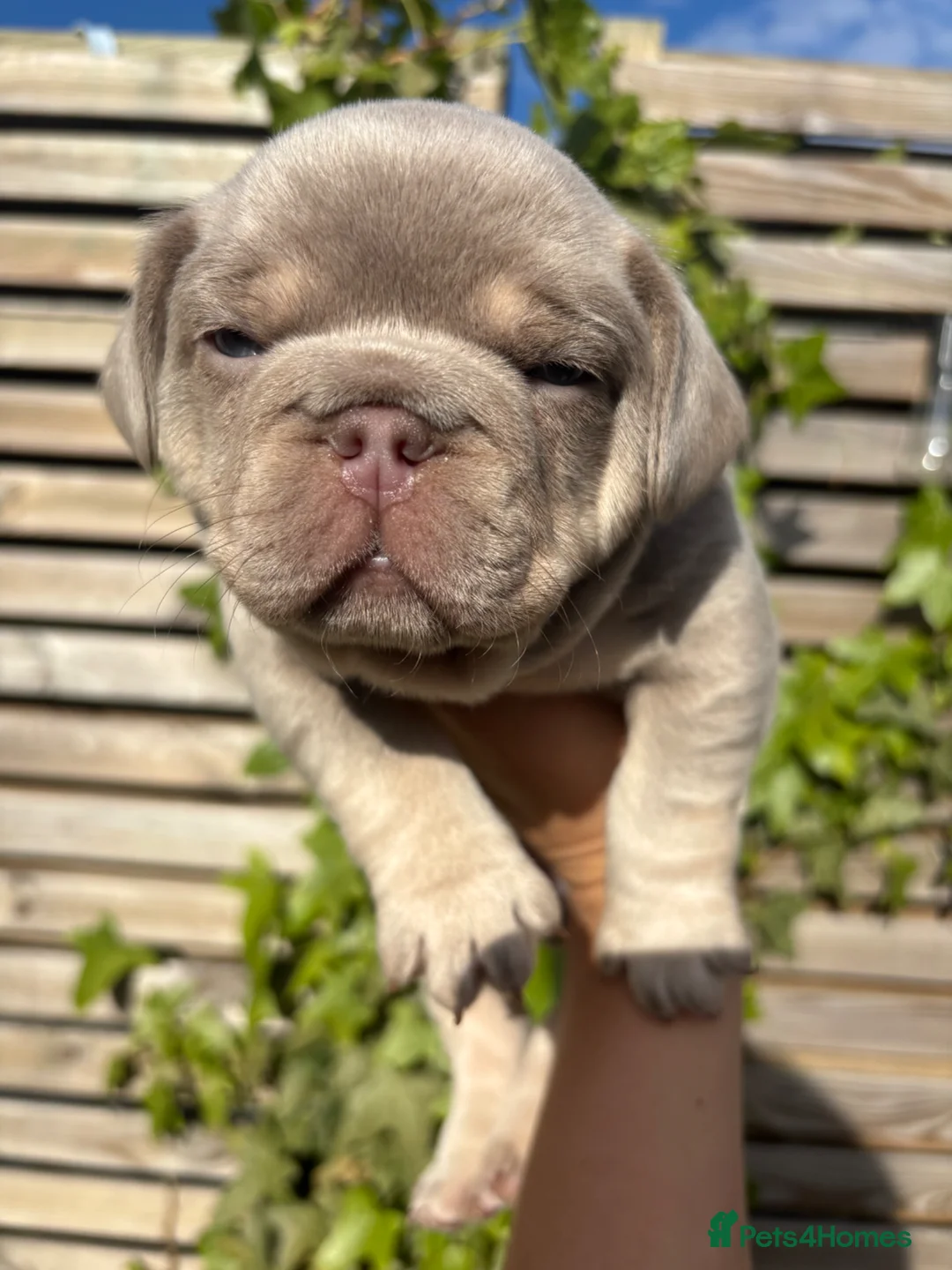 French Bulldog dogs for sale: Last of litter of 3 new shade French bulldog pup - Advert 2