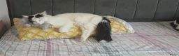 Mixed Breed cats for sale: Meikoo - Advert 2
