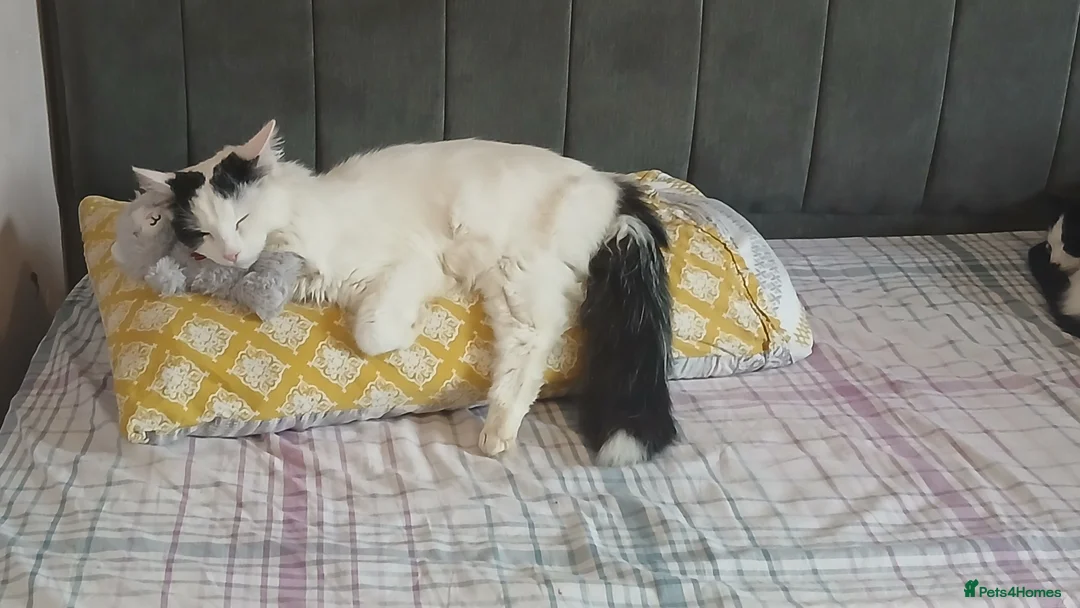 Mixed Breed cats for sale: Meikoo - Advert 2