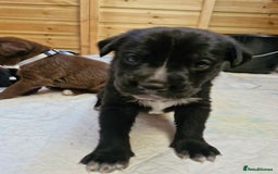 Mixed Breed dogs for sale: 1 dalmatian shepherd left - Image 11