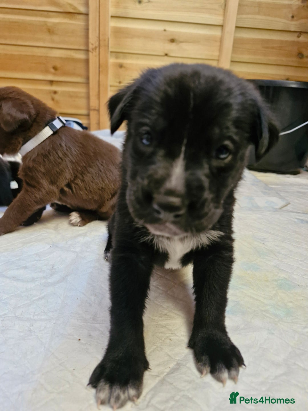 Mixed Breed dogs for sale: 1 dalmatian shepherd left - Image 11