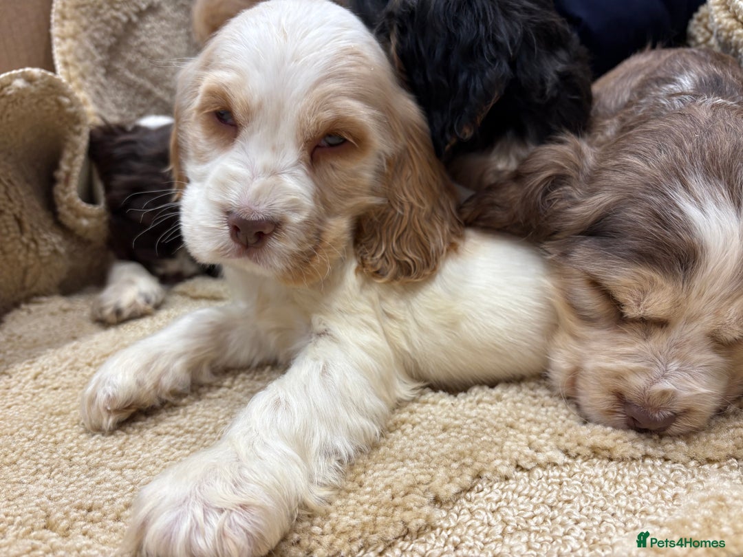 Cocker Spaniel dogs for sale: Stunning show type cocker spaniel puppies  - Advert 2