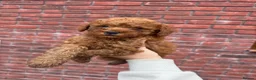 Cavapoo dogs for sale: Last 3 deep red cavapoos  - Advert 5