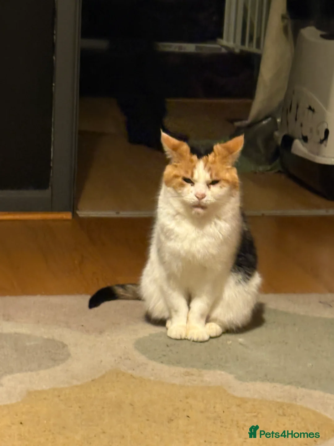 Mixed Breed cats for sale: Calico female cat for rehoming  - Advert 1